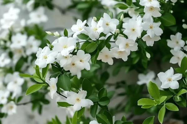 哪些植物喜阳不怕晒，常见荷花、茉莉花等品种