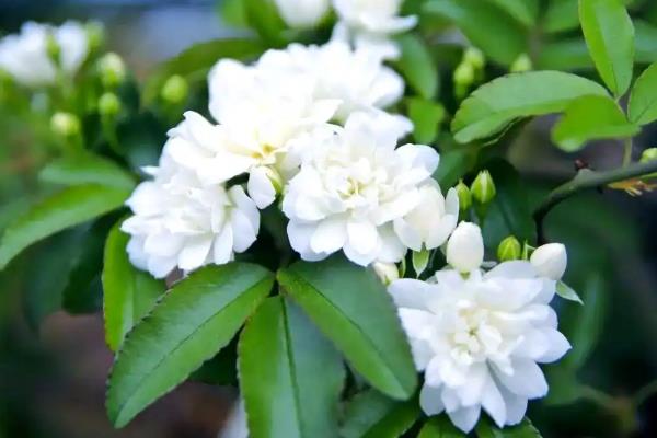 哪些植物喜阳不怕晒，常见荷花、茉莉花等品种