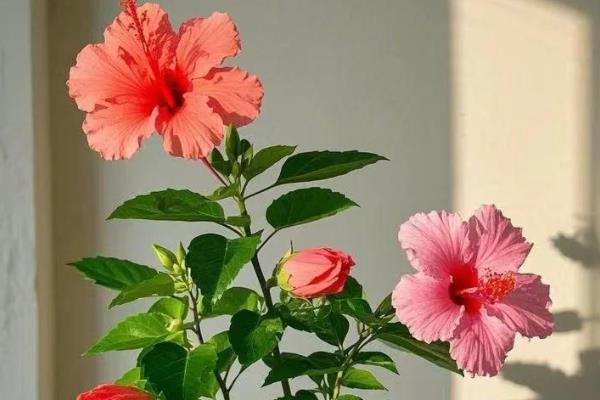 哪些植物喜阳不怕晒，常见荷花、茉莉花等品种
