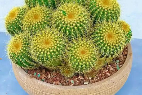 哪些植物喜阳不怕晒，常见荷花、茉莉花等品种