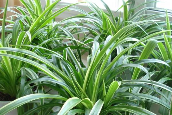 哪些植物喜阳不怕晒，常见荷花、茉莉花等品种