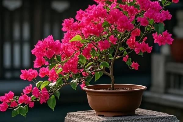 勒杜鹃的花语，寓意热情、坚韧不拔等