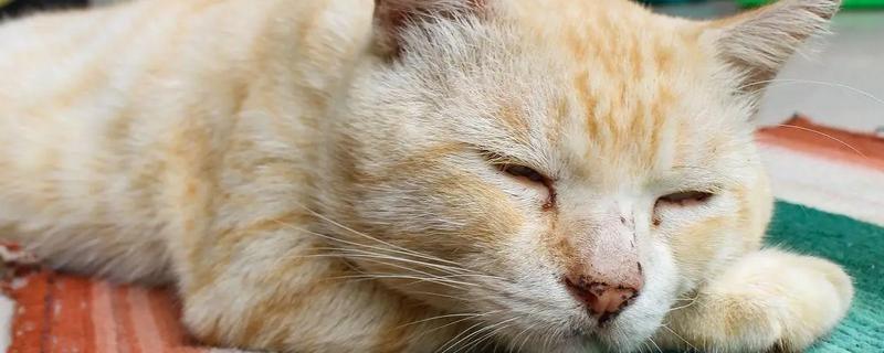 什么是猫感冒，症状源于上呼吸道感染