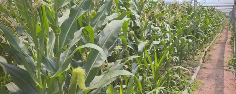 草莓玉米怎么种，每亩地种植3500-4000株左右