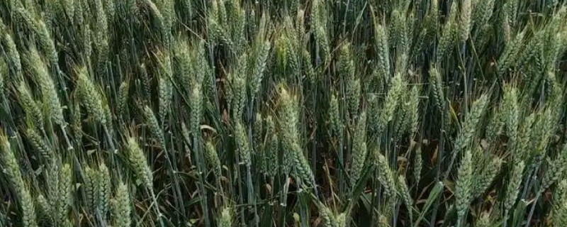 小麦的适宜生长环境，每天需要提供8-12个小时左右的光照