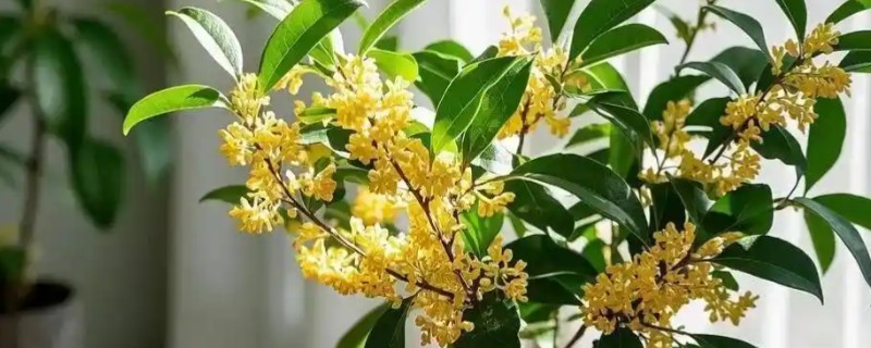 桂花的养殖方式，春秋季节每隔2-3天浇一次水