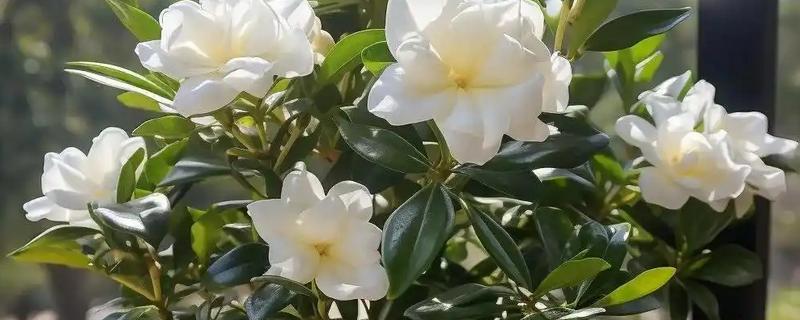 栀子花的品种，有大叶栀子、黄栀子等