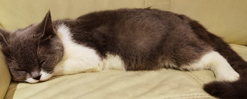 猫咪天天吃罐头行吗，主食罐头可以天天吃