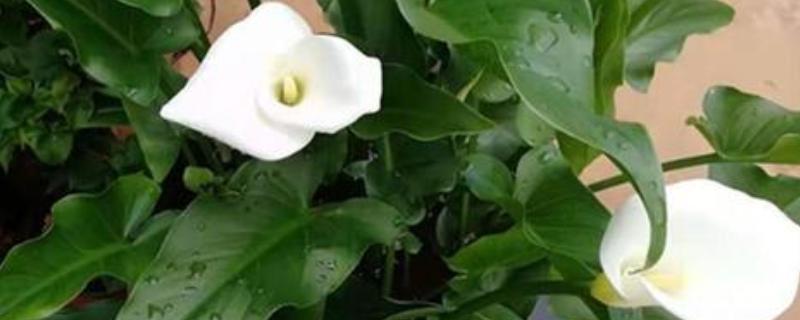哪些植物可以水养，常见风信子、马蹄莲等品种