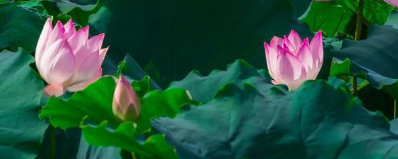 荷花有什么寓意，代表高尚高洁、倾世佳人、幸福美满
