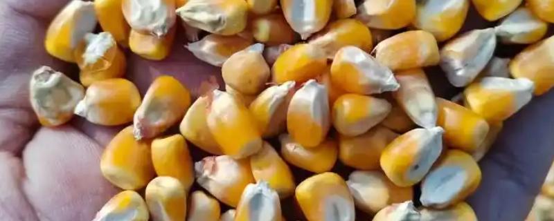 玉米水分扣量怎么计算，参考以下公式