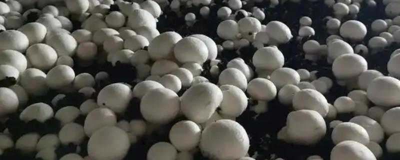 双孢菇的上市时间，通常在秋季上市