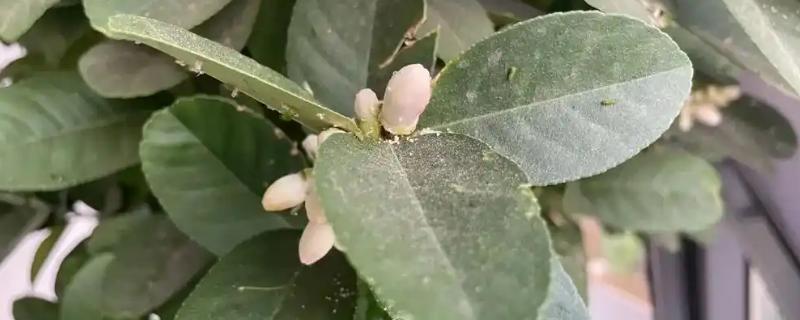 柠檬树生虫怎么防治，粉蝶类害虫可以喷施杀灭菊酯