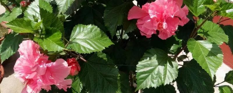 四季花开都有哪些花卉，有扶桑花、长春花等