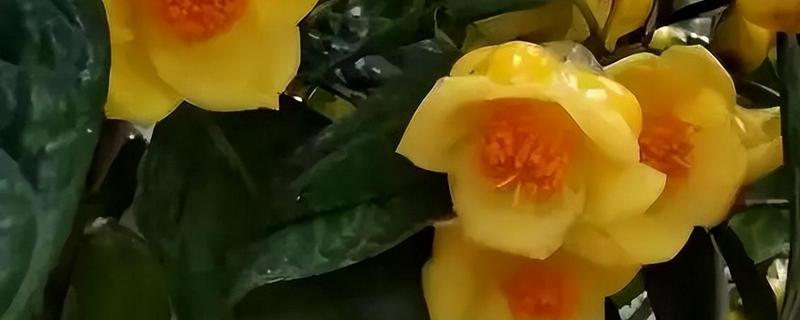 秋天有哪些植物会开花，常见金茶花、木芙蓉等品种
