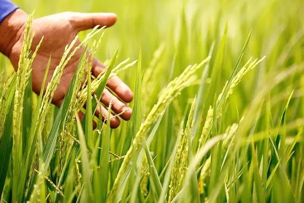 峰软优航香丝苗水稻种子简介，晚造全生育期109~110天