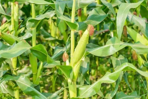 广良甜409玉米品种简介,春植生育期83天