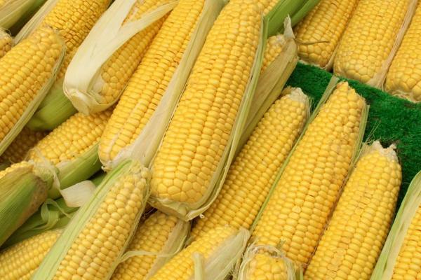 广良甜409玉米品种简介,春植生育期83天
