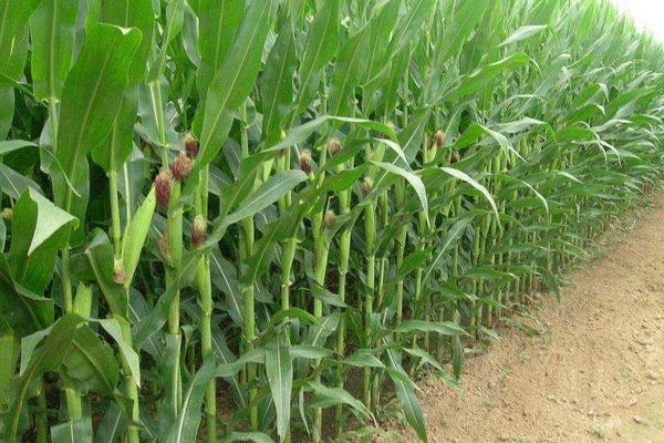 双色鲜丽玉米品种简介，中抗纹枯病和南方锈病
