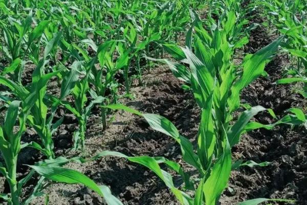 双色鲜丽玉米品种简介，中抗纹枯病和南方锈病