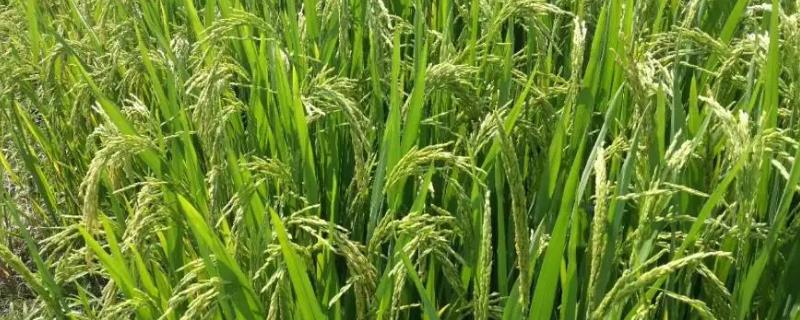 新粤禾占水稻品种的特性，晚造全生育期112~113天