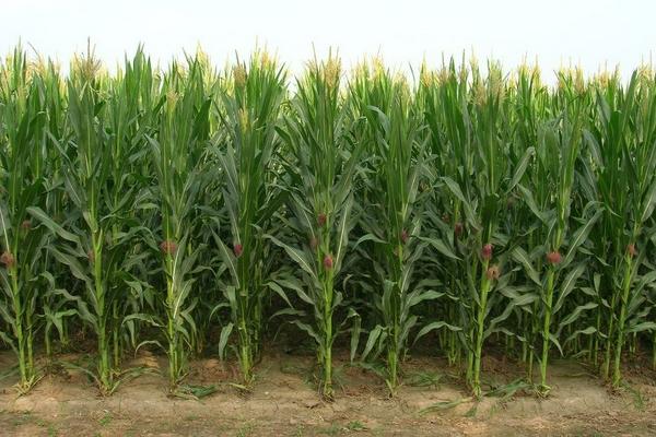 金瑞618玉米种子特征特性，平均生育期126.3天