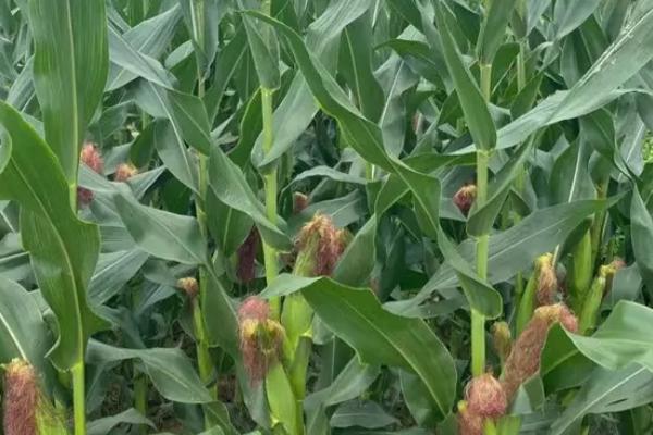 双色鲜丽玉米品种简介，中抗纹枯病和南方锈病