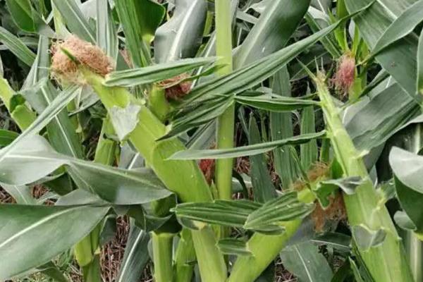 广良甜409玉米品种简介,春植生育期83天