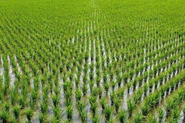 滇两优839水稻种子介绍,高抗白叶枯病
