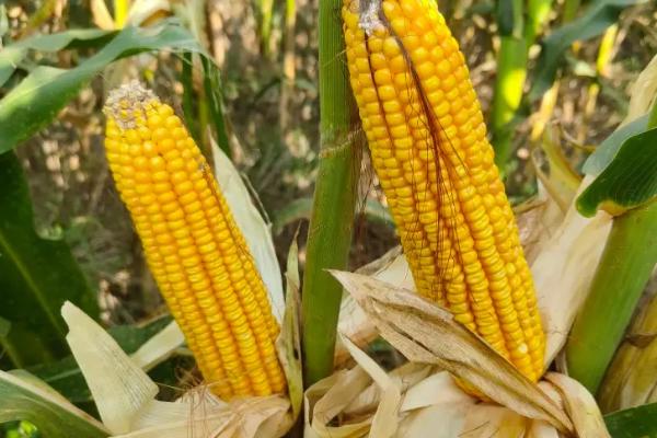 天赐308玉米种子介绍，苗期防治地老虎