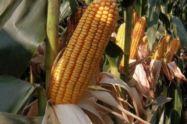 青青22号玉米种子特点,中抗(MR)小斑病