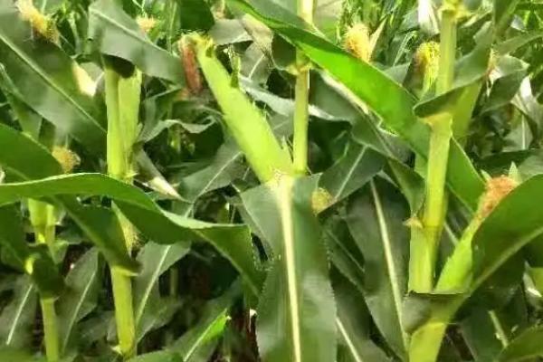 青青22号玉米种子特点,中抗(MR)小斑病