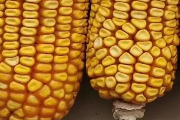 华玉27玉米种子特点，单作每亩种植3500株左右