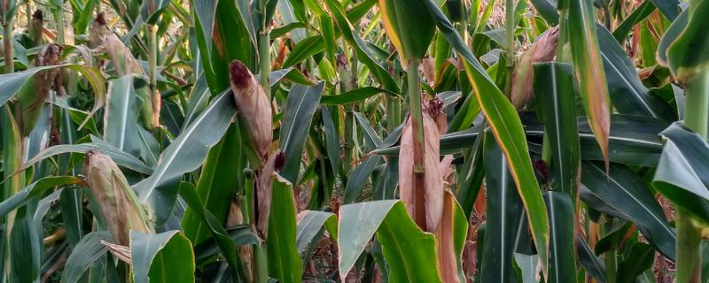 正红841玉米品种的特性，春播平均生育期141.7天