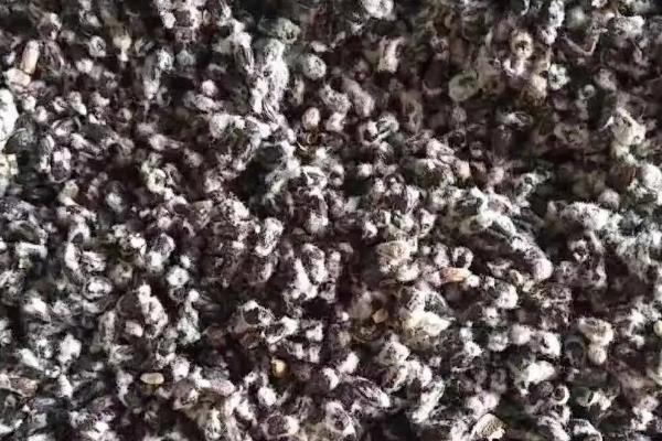 邯棉1728棉花种子特征特性，生育期119天左右