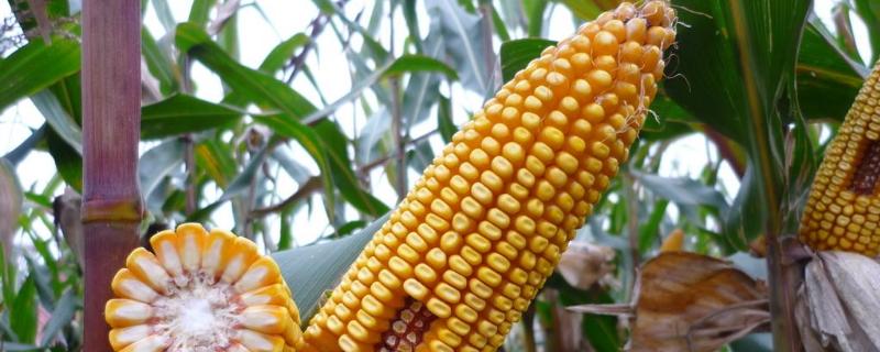 D9966玉米种子特点，中抗禾谷镰孢茎腐病