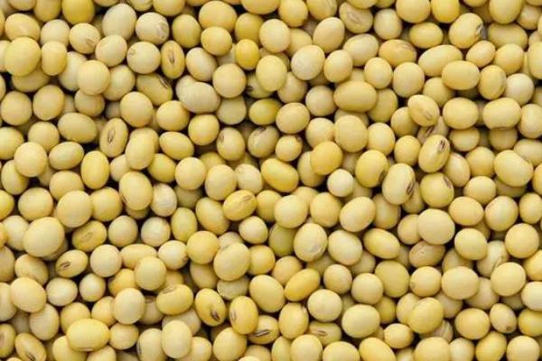 品豆29大豆品种简介,播种深度3~4厘米