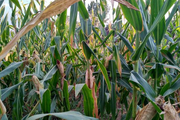 金呈358玉米品种简介，喇叭口期防治玉米螟