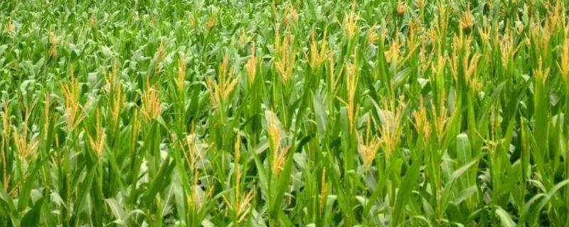 ZL3855玉米种子介绍，出苗至成熟127天