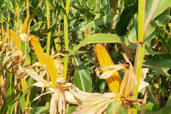 D9966玉米种子特点,中抗禾谷镰孢茎腐病
