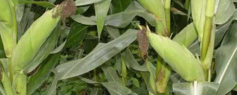 金呈358玉米品种简介，喇叭口期防治玉米螟
