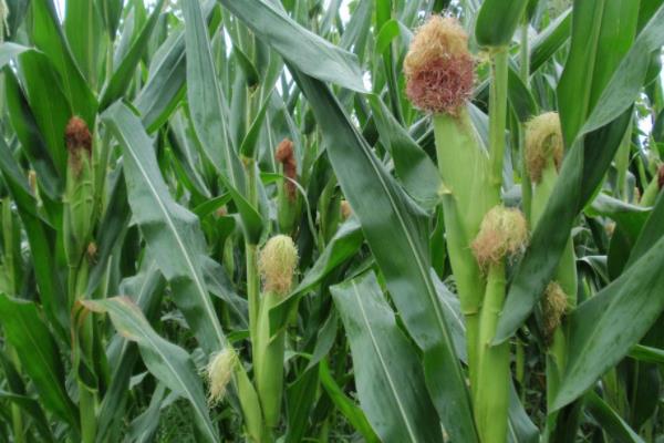 ZL3855玉米种子介绍，出苗至成熟127天
