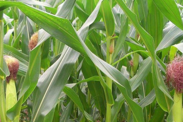 ZL3855玉米种子介绍，出苗至成熟127天
