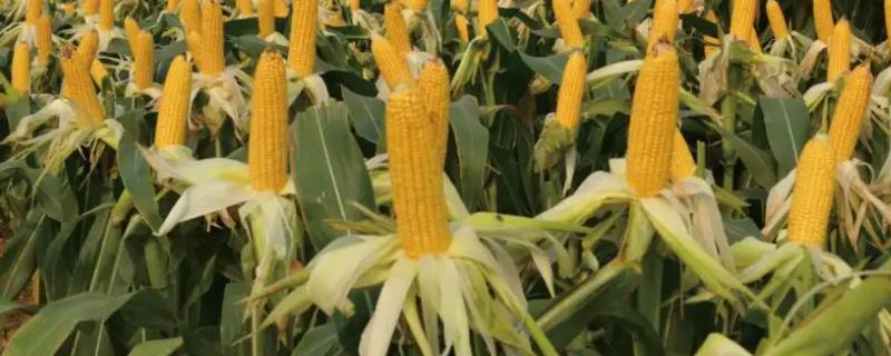 申科青001玉米品种简介，高抗茎腐病