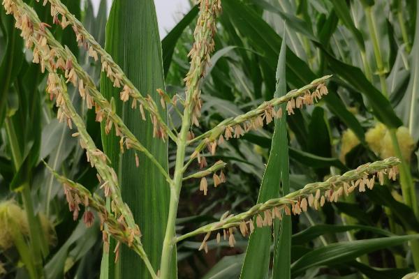 大禹915玉米种子特点,苗期注意防治粘虫