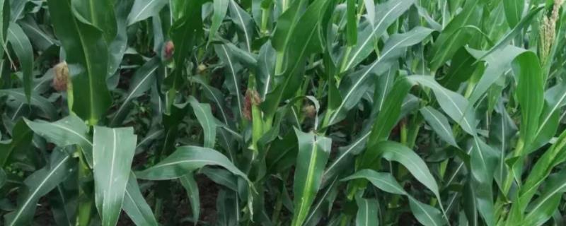 皖农科628玉米种子简介，全生育期99天左右