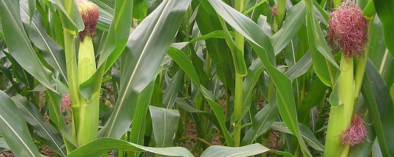 大禹915玉米种子特点，苗期注意防治粘虫