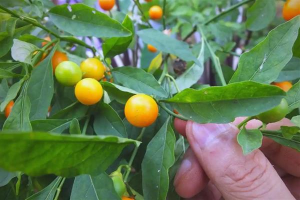 珊瑚豆修剪枝条的方法,将老化、退化的枝条剪除