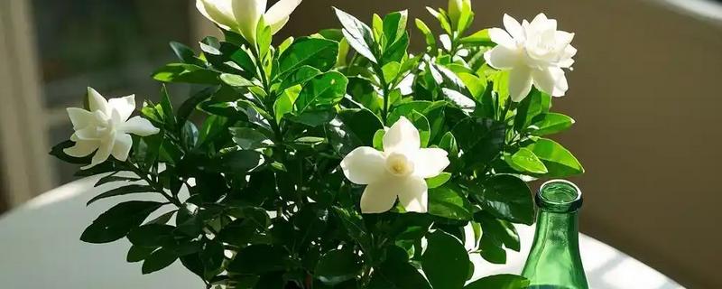 栀子花浇哪种醋，白醋兑水适合浇灌