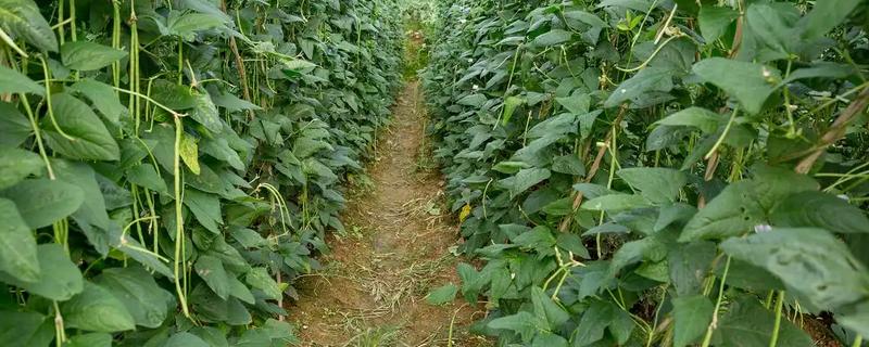 豆角的种植间距，适宜行距通常为70-80cm